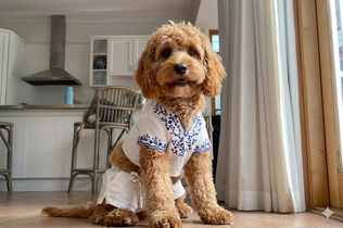 Honey the Cavoodle, Chief Morale Officer at Big Wave Digital