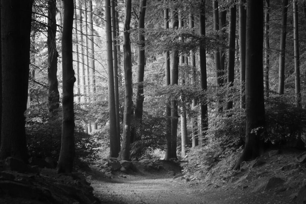 Forest of tall trees in black and white