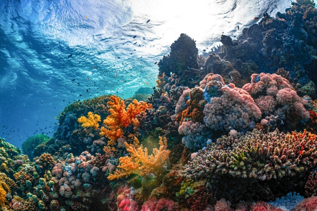 Bright coral reef teeming with colourful fish in clear blue ocean water